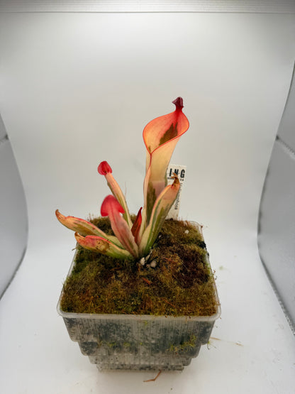 Heliamphora “Flamingo”