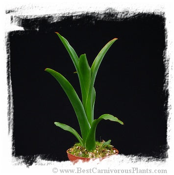 Catopsis spec. Baeza {Baeza, Ecuador, 2200m} / 1 plant, size 10-20 cm