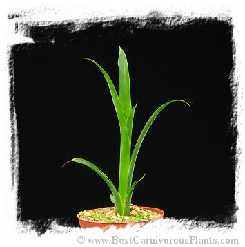 Catopsis spec. Baeza {Baeza, Ecuador, 2200m} / 1 plant, size 10-20 cm *BCP Import*