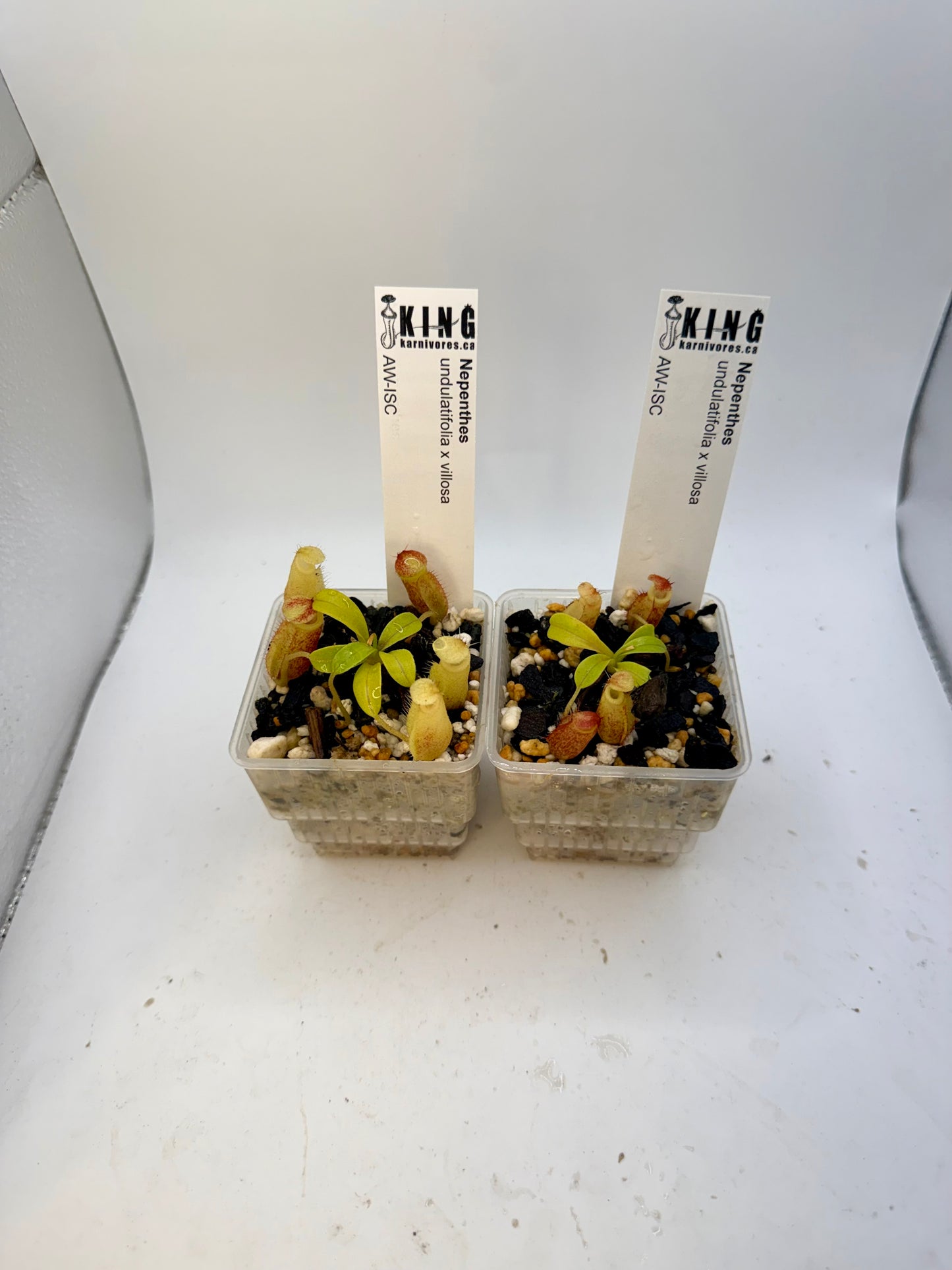 Nepenthes undulatifolia x villosa