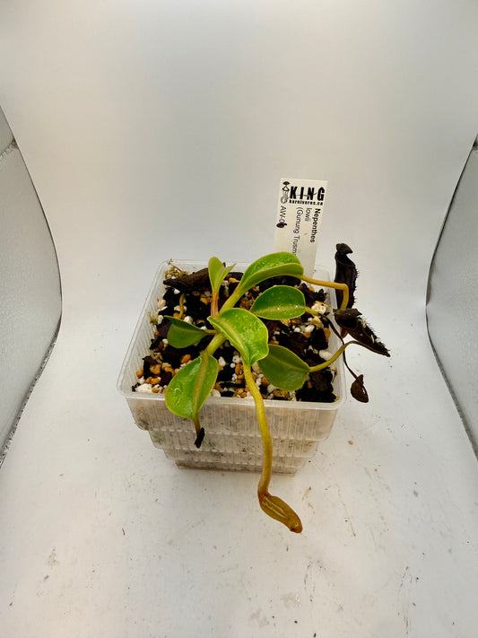 Nepenthes lowii (Gunung Trusmadi, Borneo)