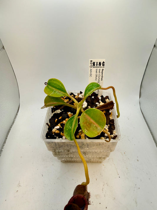 Nepenthes lowii (Gunung Trusmadi) x lowii (Mulu)