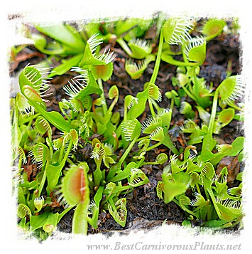 Dionaea muscipula 'BCP CRAZY CUP TRAP, BCP 1343-05' / 2+ plants, 2-5 cm *BCP Import* *Bonus Eligible*