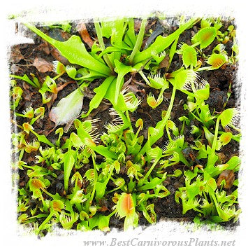 Dionaea muscipula 'BCP CRAZY CUP TRAP, BCP 1343-05' / 2+ plants, 2-5 cm *BCP Import* *Bonus Eligible*
