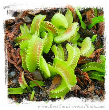 Dionaea muscipula 'BCP Kim Jong-un' / 2+ plants, 1-3 cm
