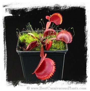 Dionaea muscipula 'Red Sawtooth' / 2+ plants, 2-4 cm