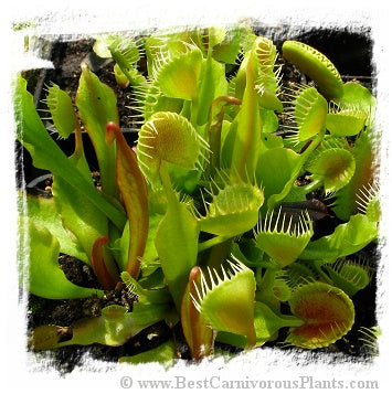 Dionaea muscipula 'Cuped Trap' / 3+ plants, 2-5 cm