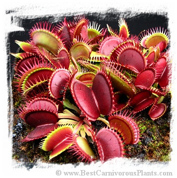 Dionaea muscipula 'Red Purple' / 3+ plants, 3-6 cm