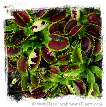 Dionaea muscipula 'Fuzzy Tooth' / 2+ plants, 3-6 cm