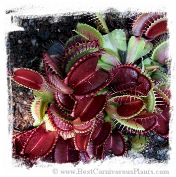 Dionaea muscipula {Regular form} (40 seeds)
