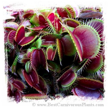 Dionaea muscipula (all red forms): Clone A32-02 / 2+ plants, 2-5 cm