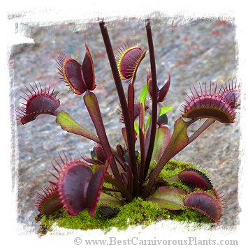 Dionaea muscipula 'Claytons Red Sunset' / 1+ plants, 3-8 cm