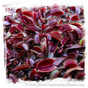 Dionaea muscipula {All Red Form} / 3+ plants, 2-6 cm