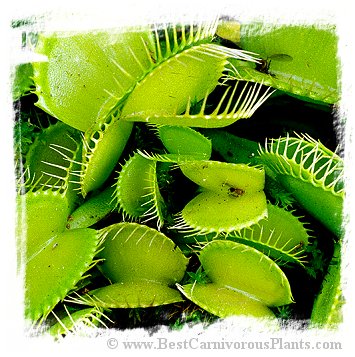 Dionaea muscipula {All Green Forms Mix} (40 seeds)