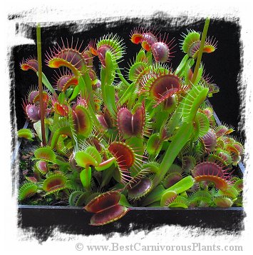 Dionaea muscipula 'BCP Red Bull' / 2+ plants, 1-3 cm