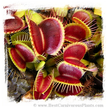 Dionaea muscipula 'SD Kronos' / 1 plant, size 2-4 cm