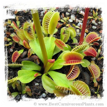 Dionaea muscipula 'BCP Phoenix' / 1+ plants, 1-3 cm