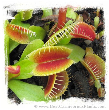 Dionaea muscipula 'BCP Phoenix' / 1+ plants, 1-3 cm *BCP Import*