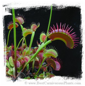 Dionaea muscipula (giant forms): Clone Z02 / 2+ plants, 3-6 cm