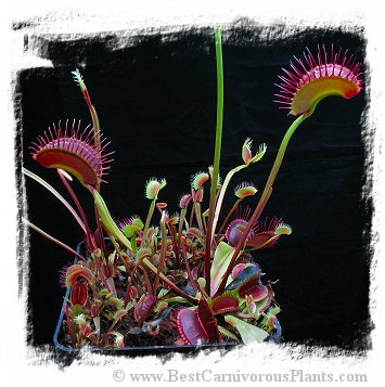 Dionaea muscipula 'BCP Titan' / 3+ plants, 2-6 cm