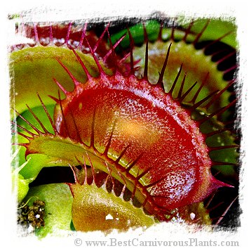 Dionaea muscipula {Giant Strains Mix} (40 seeds)