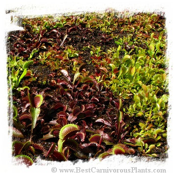 Dionaea muscipula {seeds: mix of different forms} (1000+ seeds)