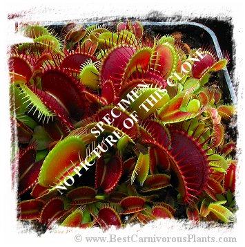 Dionaea muscipula {Cupped Trap} (10 seeds)
