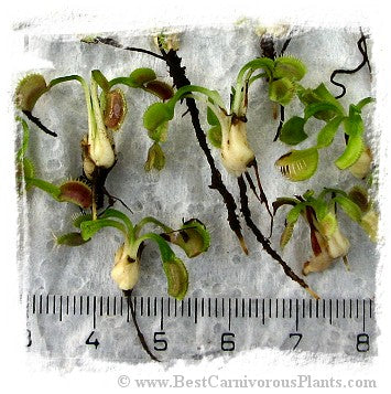 Dionaea muscipula {Different Forms Mix Wholesale} / 1 plant, size 2-5 cm *BCP Import*
