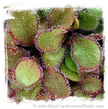 Drosera cv. BCP Andromeda 1st {original BCP cross: D. schizandra x D. prolifera} / 1+ plants
