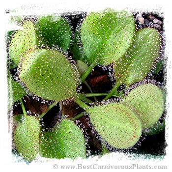 Drosera cv. BCP Andromeda 3rd {original BCP cross: D. schizandra x D. prolifera} / 1+ plants