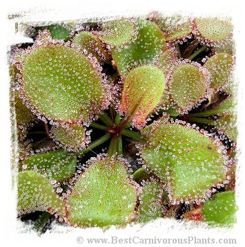 Drosera cv. BCP Andromeda 4th {original BCP cross: D. schizandra x D. prolifera} / 1+ plants