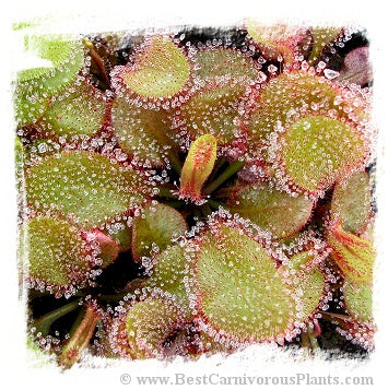 Drosera cv. BCP Andromeda 5th {original BCP cross: D. schizandra x D. prolifera} / 1+ plants