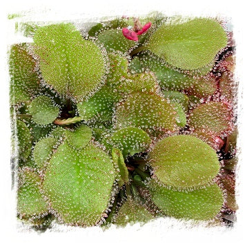 Drosera cv. BCP Andromeda 6th {original BCP cross: D. schizandra x D. prolifera} / 1+ plants