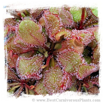 Drosera cv. BCP Andromeda 7th {original BCP cross: D. schizandra x D. prolifera} / 1+ plants