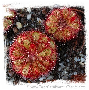 Drosera spec. Pretty Rosette {South Africa}