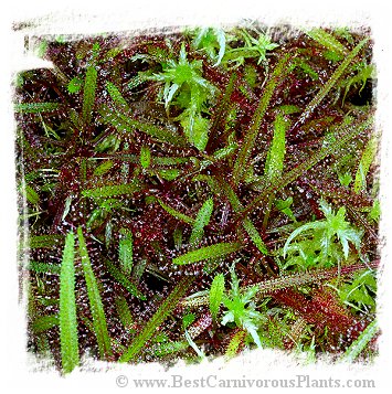 Drosera adelae (8 seeds) *BCP Import*