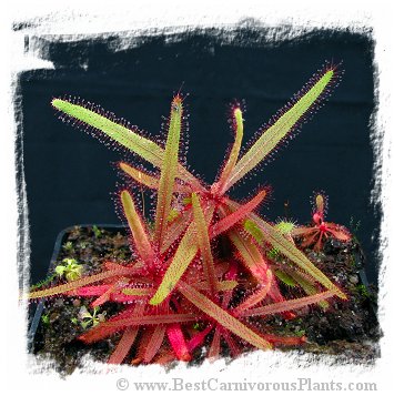 Drosera adelae (8 seeds)