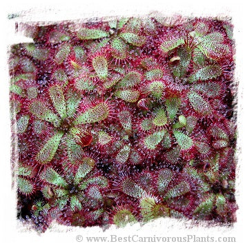 Drosera admirabilis {Ceres, South Africa} / 2+ plants *BCP Import*