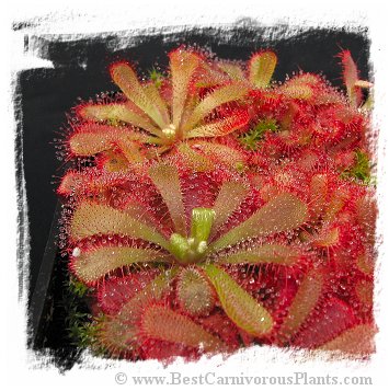 Drosera aliciae (20 seeds)