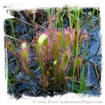 Drosera anglica {Slovakia} (15 seeds)