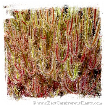 Drosera binata {var. binata and var. dichotoma mixture} (25 seeds)