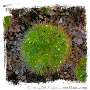 Drosera burmannii {Central Sulawesi, 1600m} (15 seeds)