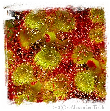 Drosera sessilifolia {Chapada dos Guimaraes, Brazil} (20 seeds)