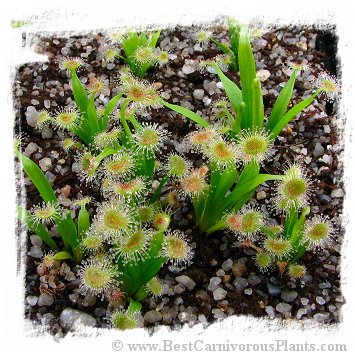 Drosera caduca {wide leaf, white flower; Bachsten Creek, Kimberley, AU} / 2+ plants *BCP Import*