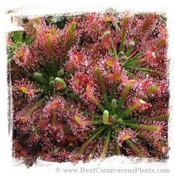 Drosera caledonica / 2+ plants *BCP Import*