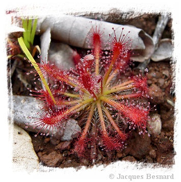 Drosera caledonica / 2+ plants *BCP Import*