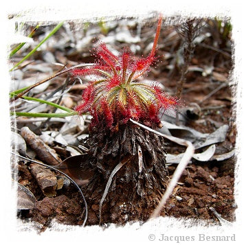 Drosera caledonica / 2+ plants *BCP Import*