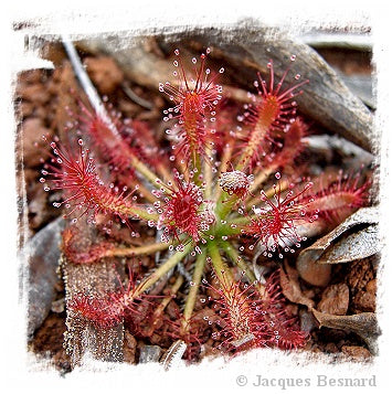 Drosera caledonica / 2+ plants *BCP Import*