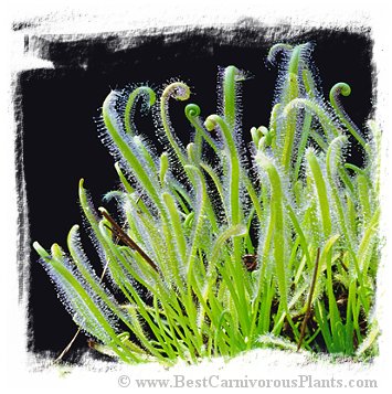 Drosera capensis {White Flower} (50 seeds)