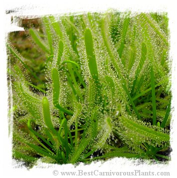 Drosera capensis {White Flower Form} / 10+ plants *BCP Import* *Bonus Eligible*